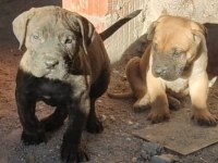 Presa canario köpekler