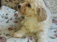 Maltipoo yavrularımız ailelerine kavuşmayı bekliyor