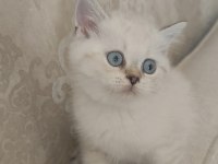 Güzeller güzeli bir bebek kedimiz
