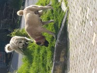 Kendi Sivastan getirilmiş kangal yavrular
