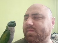 Derbiyan papağanımız