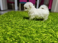 Kore MALTESE bebekler