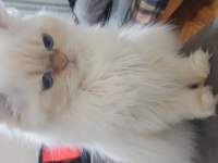 2 yaşında güzel chinchilla kızım ve yavruları