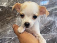 Elma kafa minyatür chihuahua
