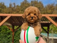 Poodle Çiftliğinden Red Brown Toy Poodle Bebeklerimiz