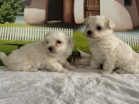 MALTESE TERRİER YAVRU