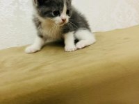 45 GÜNLÜK BRİTİSH SHORTHAİR YAVRUMUZ