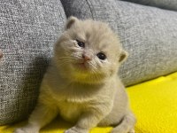 30 günlük scottish fold yavrular sütten kesilince