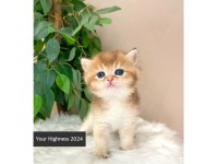 Golden British Shorthair Yavrularım