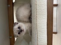 Dünyalar güzeli scottish fold yavrularımı sahiplendiriyorum