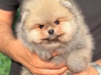 AYI SURAT ORANGE POMERANİAN