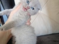 Scottish fold yavru kedimiz antalya