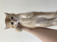 Golden baby british shorthair