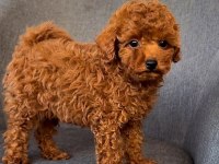 MİCRO BOY TOY POODLE YAVRULAR