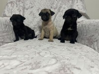 Pug mops yavrularımıza yuva arıyoruz