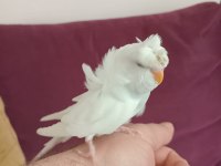 BAKIMLI YAVRU MUHABBET KUŞLARIMIZ VARDIR