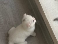 SCOTTİSH FOLD PAŞAM UYGUNA VERİLECEK