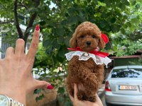 Toy Poodle 2-3 Aylık Yavrular
