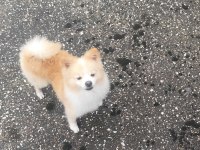 4 yaşında erkek pomeranian sahiplendirilecektir