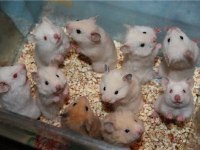 Suriye Hamster Yavrular ve Tüm Malzemeleri Adrese Teslim