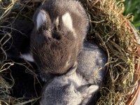 Cüce Tavşan / Netherland Dwarf