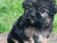 Morkie erkek