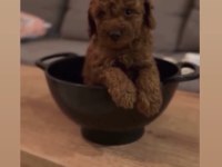Toy Poodle 3 Aylık