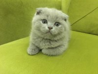 Scottish fold BUZZ rengİ MİNNOS