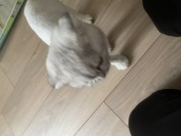 4-5 aylık eğitimli scottish fold kırık kulak