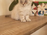 Scottish fold erkek bebek