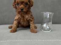 Dişi safkan red Brown toy Poodle Kore yavrular