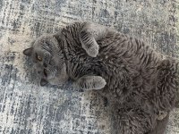 Koca Kafa Kedimiz Yeni Yuvasını Bekliyor
