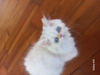 Chinchilla Pamuk şekerler