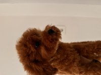 Toy Poodle Dişi Yavru