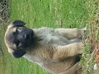 ALEMDE TEK KÖPEĞİMİZ