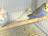 Eğitmelik yavru muhabbet kuşları