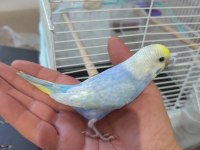 Damızlık rainbow muhabbet çiftler