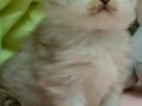 British Shorthair erkek bebek