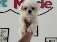 Petmode köpek çiftliğinde ziyarete açık kore maltese