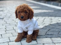 SAĞLIK VE IRK GARANTİLİ TOY POODLE