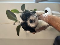 Shih Tzu Şitsu A Kalite Hızlı Gönderim Bursa Türkiye