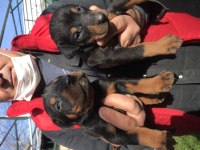 Üst kalite king doberman yavrularım