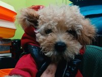 Poodle yavru köpekler
