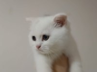 Tüm eğitimleri verilmiştir scottish fold