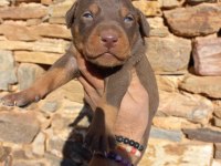 Orjinal king doberman yavrular