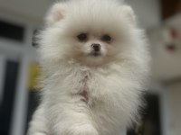 Abkarada ziyarete açık tea cup pomeranian