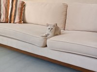 British Longhair Pamukçuk Sahiplendirilecektir
