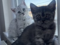 2 aylık dişi british bebek