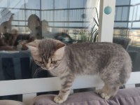 4 aylık british shorthair