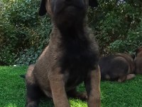Safkan Malinois Yavrular